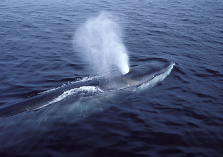 Гигантского кита выбросило на берег на Сахалине после шторма