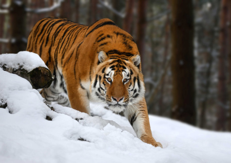 Россия и Китай усилят совместную работу по охране панды и амурского тигра