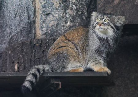 Манул Шу удивил посетителей зоопарка своим осенним преображением