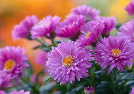 Посадите в ноябре — весной в саду море цветов! Пышные лиловые шапки останутся яркими даже под снегом