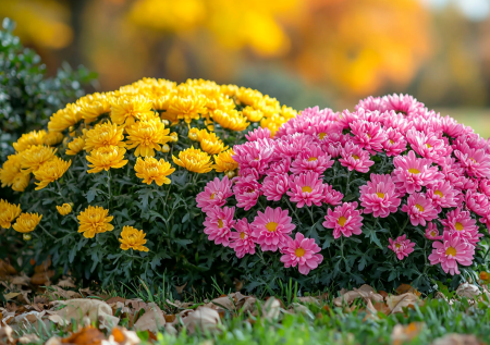 Цветущие шары без усилий: многолетник с идеальной формой от природы