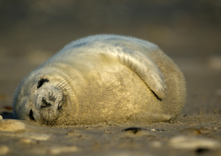 Трупы тюленей заполонили пляжи Каспийского моря