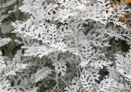 Пыльный мельник: посей под зиму — и получи роскошные клумбы без хлопот весной