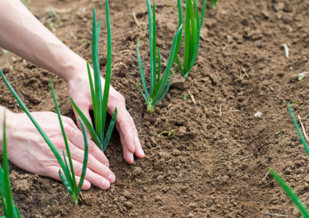 Лук под зиму: как мульчирование гарантирует урожай и бережет силы дачника — секреты опытного садовода