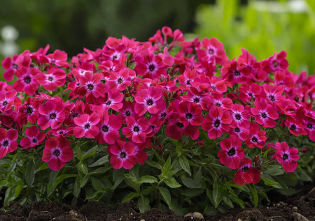 Ярко-малиновая клумба, за которой не нужно ухаживать! Посадите осенью — пышный ковер из цветов будет радовать все лето