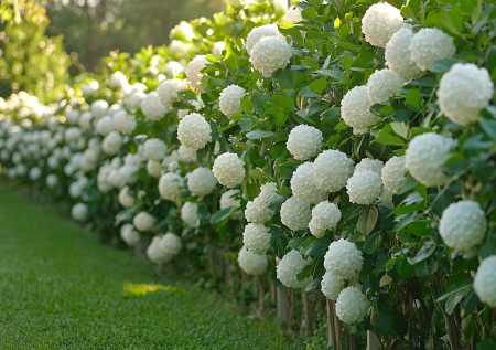Белоснежные шары вместо цветков: кустарник с феноменальной красотой и абсолютной неприхотливостью