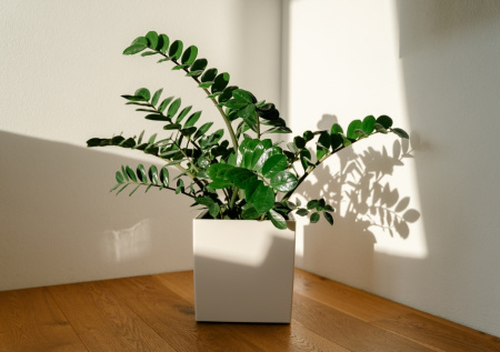 Замиокулькас из листа: простой способ размножить любимое растение дома — пошаговая инструкция