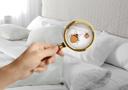 Клопы не выбирают жертв: как навсегда избавиться от непрошеных «соседей» в квартире