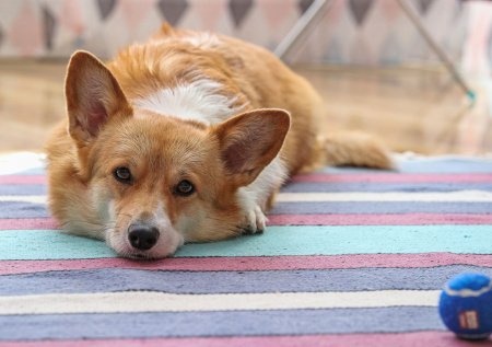 В Госдуме раскрыли, ожидать ли россиянам введения налога на питомцев