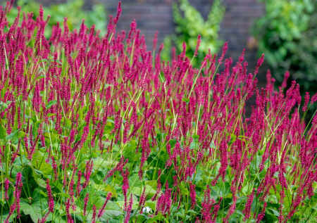 Был белоснежным, а стал нежно-розовым! Многолетник-загадка для красивого сада. Посадите сейчас и забудьте до мая