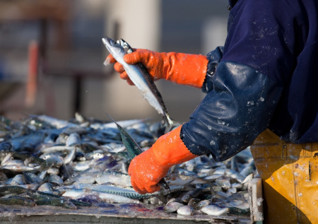 В российских магазинах стало в разы больше рыбы из Южной Кореи