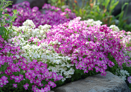 Даже когда идет снег, у вас все будет в цветах: холодостойкое растение для дачи