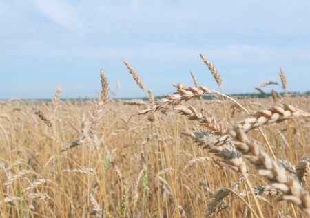 Бывший директор интерната использовал пациентов, как рабов на полях