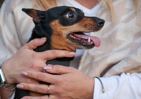 В Госдуме оценили идею обязательной регистрации домашних животных