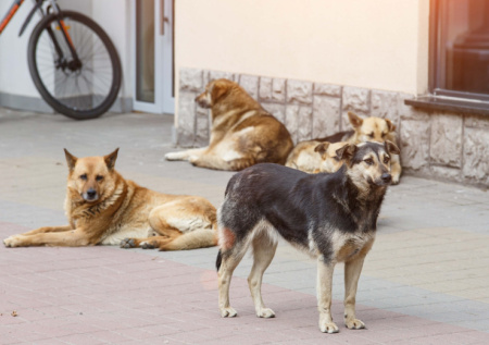 В России может появиться обязательный учет домашних питомцев