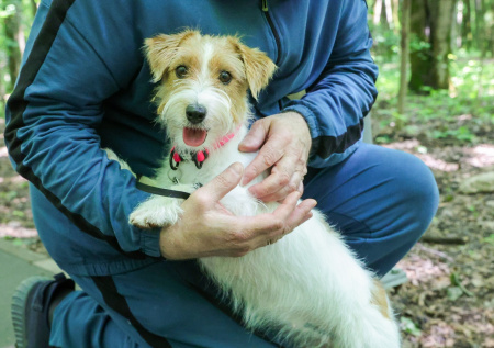 Кинолог объяснил, почему необходима обязательная регистрация питомцев