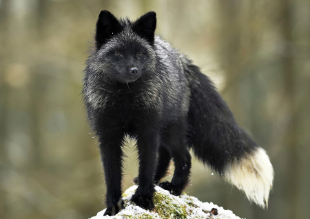 Прокуроры спасли лису из московской квартиры