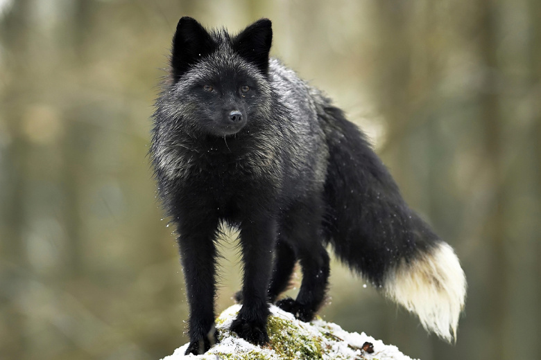 Чернобурая лисица