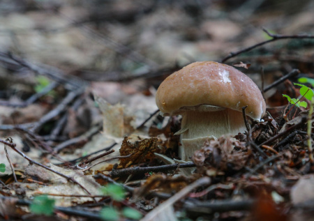 В Японии женщина отправилась за грибами и погибла из-за медведя