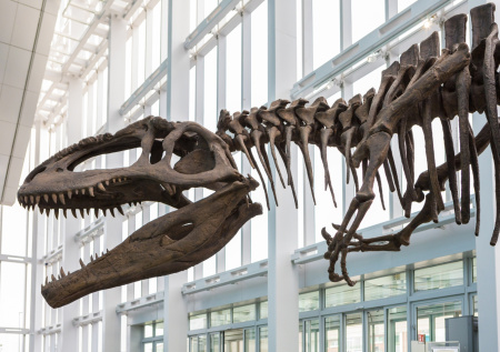 Суд в Лондоне конфисковал три скелета динозавров на 12,4 млн фунтов