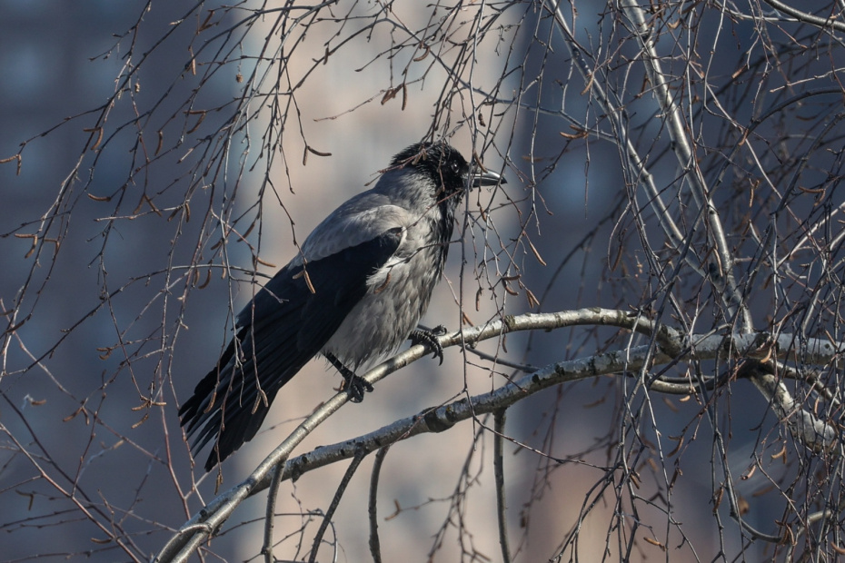 Погода 7 ноября по приметам