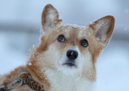 Синоптик рассказал, какая часть России уже покрыта снегом