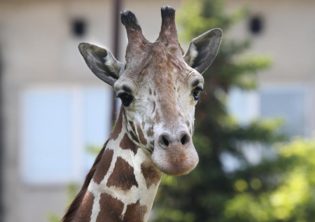 «Ушел очень стремительно»: в Калининграде умер жираф-долгожитель