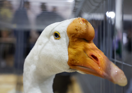 В Татарстане начнут выводить собственную породу гусей