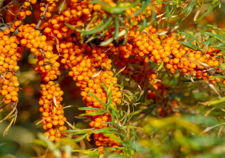 Врач рассказала о полезных свойствах облепихи