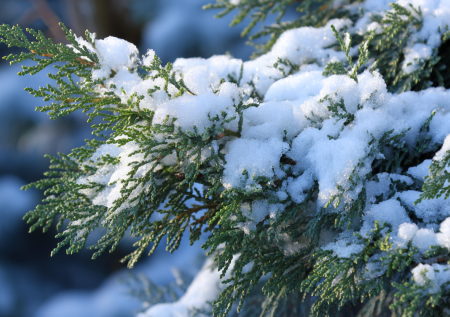 Спасаем хвойные от снега и солнца: простые способы защиты пошагово
