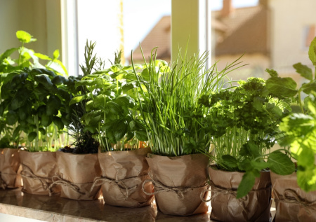 Садовод перечислила растения для выращивания зимой на подоконнике