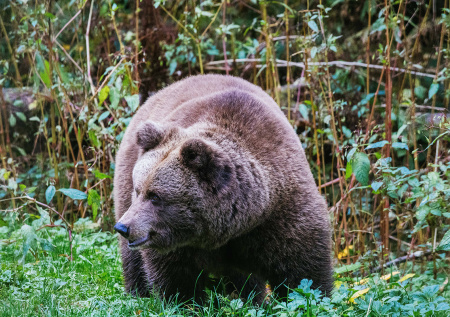 Подростка наградили за спасение пяти человек от медведя