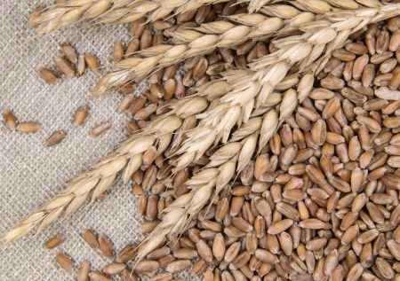 Экономист ответил, почему из-за большого урожая пшеницы подешевеет мясо