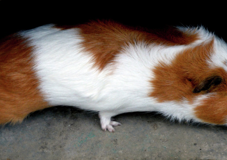 Московские ветврачи спасли морскую свинку с крупным камнем в мочевом пузыре