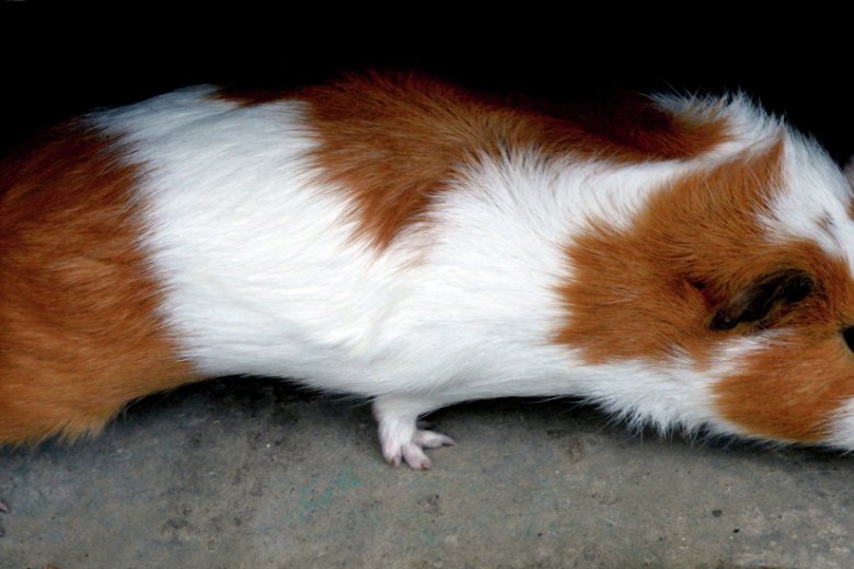 Морская свинка