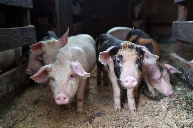 Как угадать погоду по животным 8 ноября?