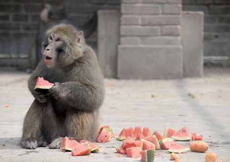 Последнюю пропавшую зараженную обезьяну нашли в Миссисипи