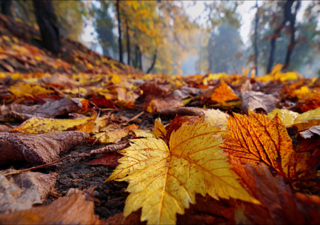 Что делать с опавшей листвой: превращаем осенний мусор в золото для сада