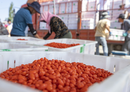 Диетолог опровергла популярный миф о ягодах годжи