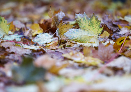 В Минэкологии Подмосковья рассказали о пользе листопада