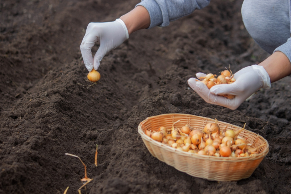 Посадка озимого чеснока и лука — сажаем в ноябре, до наступления устойчивых морозов.