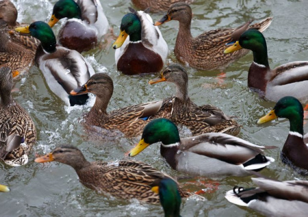 В Липецке на месте прорыва трубы поселились необычные «гости»