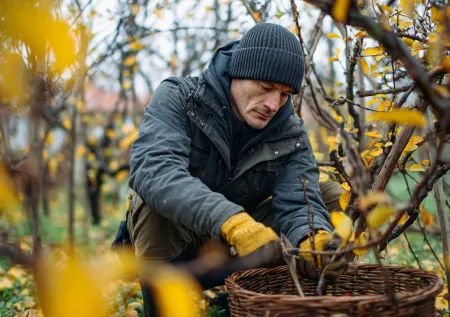 Как правильно обрезать волчки на яблоне осенью: пошаговая инструкция