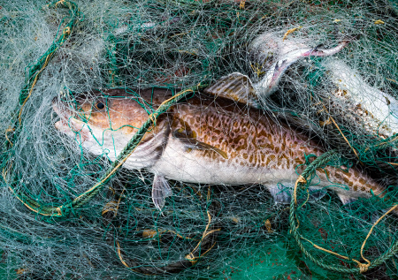 Норвегия начала переживать из-за обсуждения тресковых квот с Россией