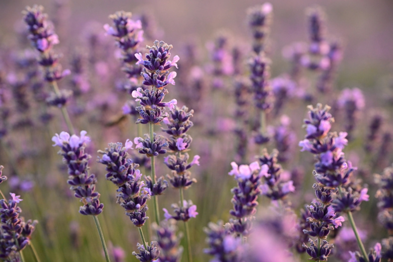 Лаванда
