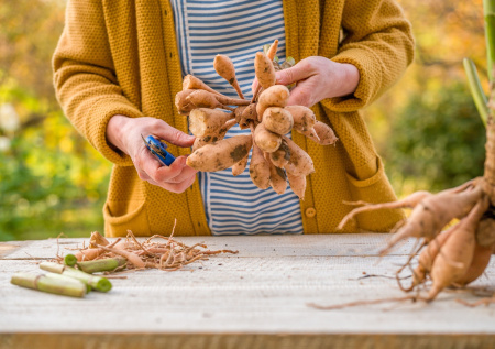 Секреты садоводов: как правильно хранить клубни и луковицы зимой