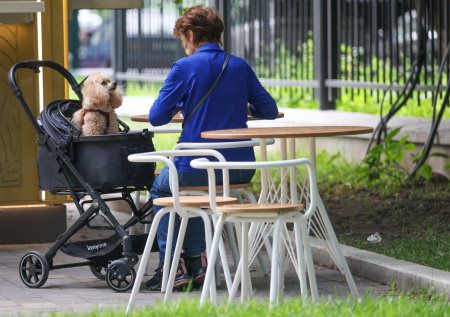 Кинолог рассказал, когда собакам нужны коляски