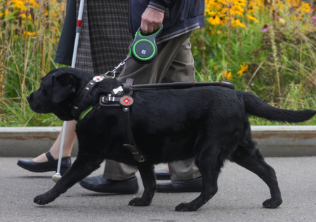 В ГД захотели ужесточить санитарные нормы нахождения животных в кафе