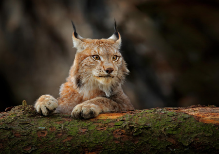 В российском регионе рыси стали нападать на кошек и собак