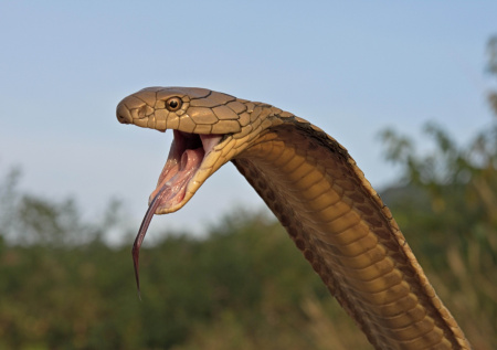 Смертельно опасный хищник проник в отель с россиянами на популярном курорте